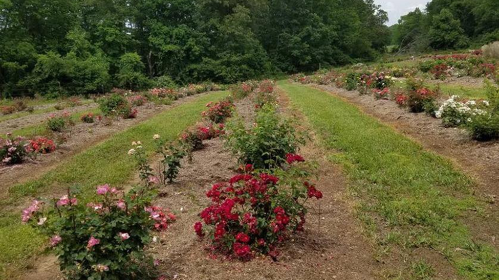 Rose rosette varietal screening nursery, Crossville, TN