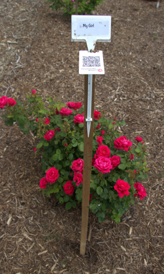 Example of a rose cultivar ‘My Girl’ with QR code to participate in rating the rose rosette and black spot disease. 